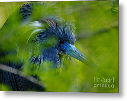 Green Metal Print featuring the photograph Tri-colored Heron Concealed by John F Tsumas
