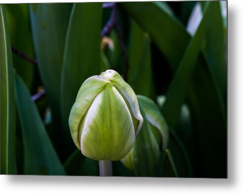 Cheekwood Metal Print featuring the photograph Tulip Bud by Paula Ponath