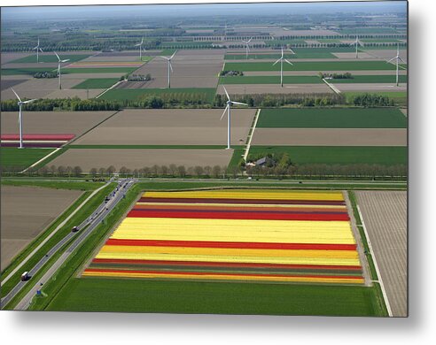 Benelux Metal Print featuring the photograph Tulips Fields, Zeewolde by Bram van de Biezen