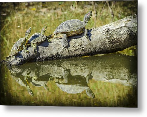 Bradley Clay Metal Print featuring the photograph Turtle Reflections by Bradley Clay