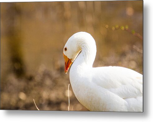 Birds Metal Print featuring the photograph White Duck by Eleanor Abramson