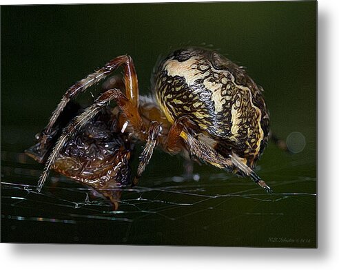 Spider Metal Print featuring the photograph Wrapping Lunch by WB Johnston