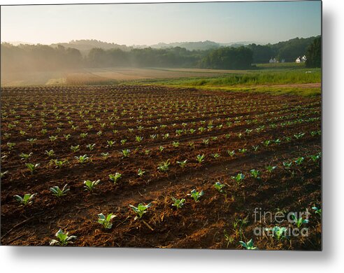 Cropland Metal Print featuring the photograph Yankee Farmlands No 2 - Crops and Countryside by JG Coleman