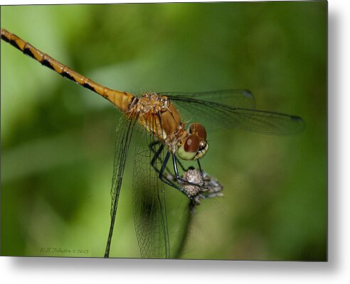 Dragonfly Metal Print featuring the photograph Yellow Dragon 4 by WB Johnston