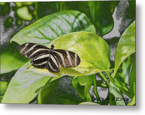 Butterfly Metal Print featuring the photograph Zebra Heliconia Butterfly by Deborah Ritch