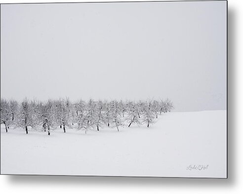 Winter Metal Print featuring the photograph Apple Orchard in Winter by Linda Lee Hall