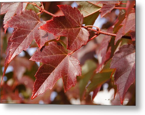 Red Metal Print featuring the photograph Autumn in My Back Yard by Mick Anderson