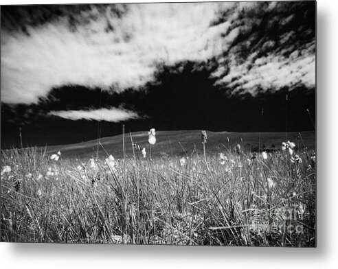 Bog Metal Print featuring the photograph Bog Cotton Cottongrass Eriophorum Growing With Wildflowers On A Mountain Blanket Peat Bog by Joe Fox