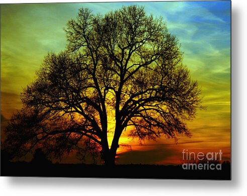 Tree Metal Print featuring the photograph Evening Palette by Benanne Stiens
