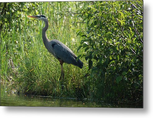 Great Blue Heron Metal Print featuring the photograph Great Blue Heron waiting to eat by Peter DeFina