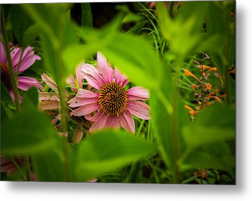 Nature Metal Print featuring the photograph Hidden by Gene Hilton