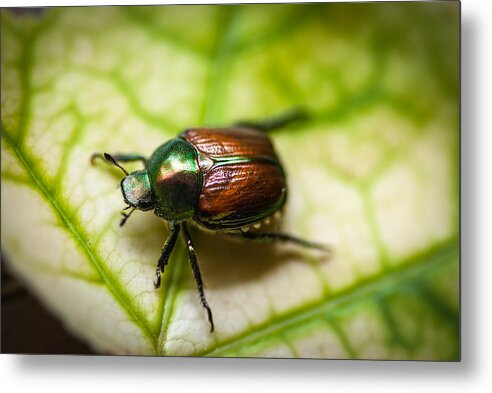 Armor Metal Print featuring the photograph Japanese Beetle II by Gene Hilton