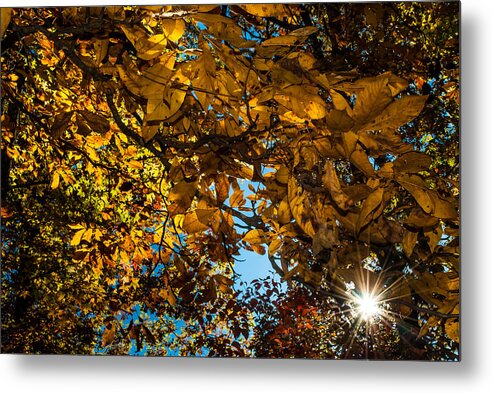 Leaves Metal Print featuring the photograph Looking Up by Gene Hilton