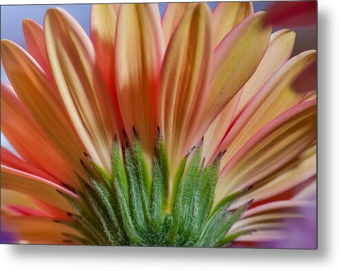 Flowers Metal Print featuring the photograph Petal Pleasure by Gene Hilton