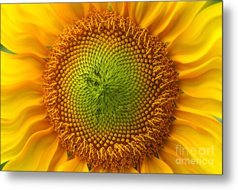 Sunflower Metal Print featuring the photograph Sunflower Fantasy by Benanne Stiens