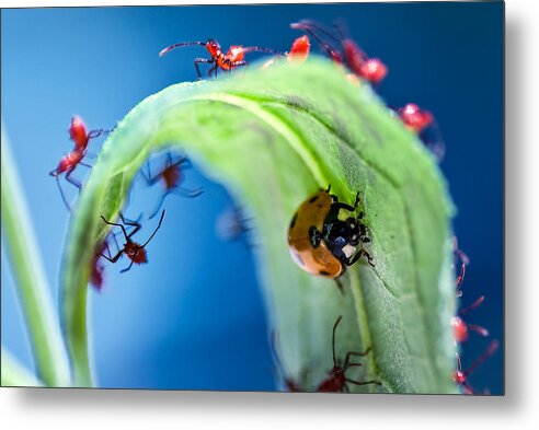 Bugs Metal Print featuring the photograph Surrounded by Gene Hilton