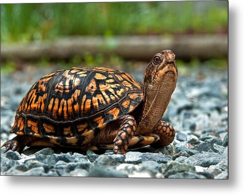 Turtle Metal Print featuring the photograph Turtle Shine by Gene Hilton