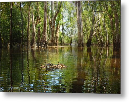 River Metal Print featuring the photograph Flooding the River Reds by Trudi Simmonds