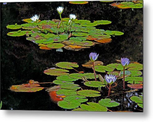 Water Lilies Metal Print featuring the photograph Waterlilies 6 by Richard Krebs