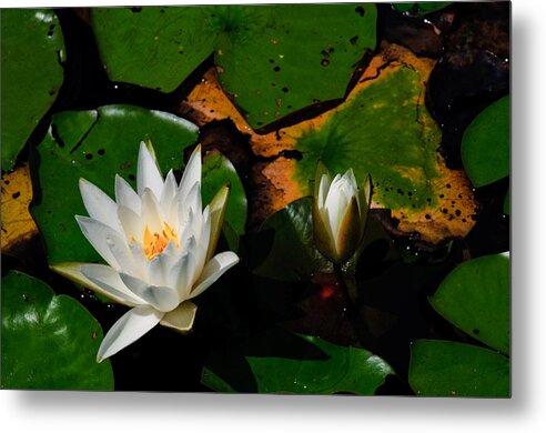 New Jersey Metal Print featuring the photograph White Water Lilies by Louis Dallara