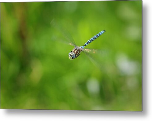 Dragonfly Metal Print featuring the photograph Emperor Dragonfly by Rick Deacon