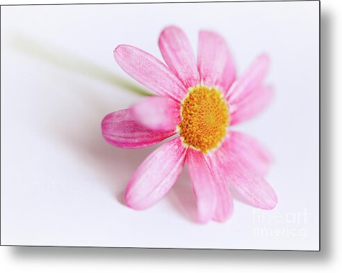 Pink Metal Print featuring the photograph Pink Aster flower #4 by Nick Biemans