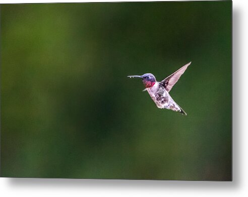 Bird Metal Print featuring the photograph A Little Something on the Chin by Steven Santamour