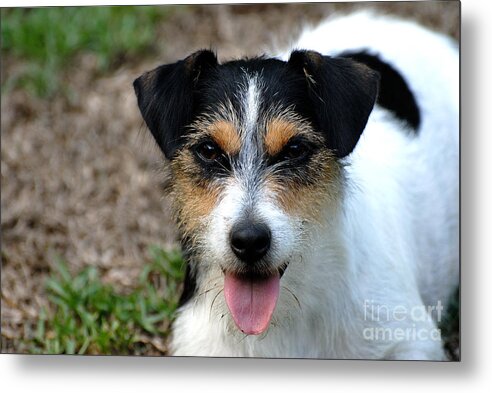 Jack Russell Terrier Metal Print featuring the photograph Abby by David Campione