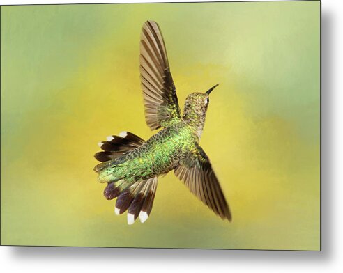 Black-chinned Hummingbird Metal Print featuring the photograph Aerial Display by Donna Kennedy