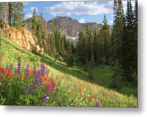 Meadows Metal Print featuring the photograph Albion Basin Wasatch Mountains Utah by Douglas Pulsipher