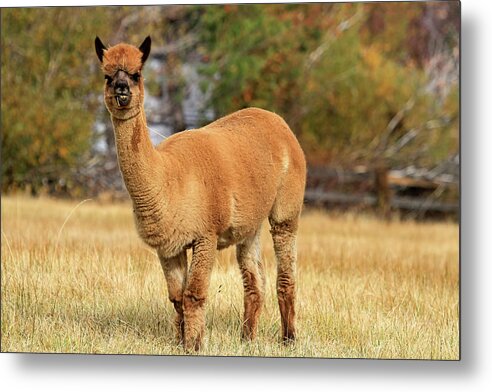 Alpaca Metal Print featuring the photograph Alpaca by Donna Kennedy