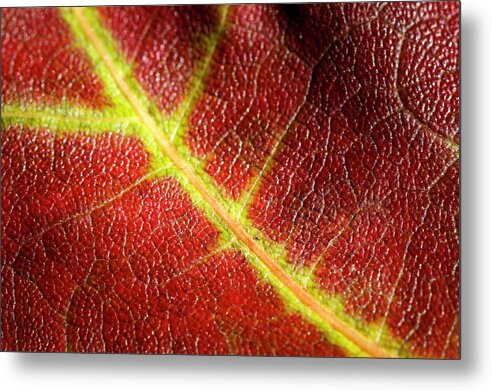 Fall Metal Print featuring the photograph Autumn Fall Leaf Close Up by Rick Deacon