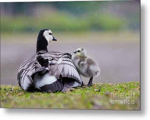 Barnacle Goose Metal Print featuring the photograph Barnacle Goose with chick in the rain by Nick Biemans