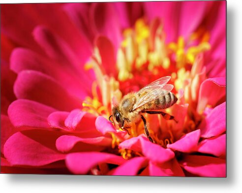 Bee Metal Print featuring the photograph Bees Business by Rick Deacon