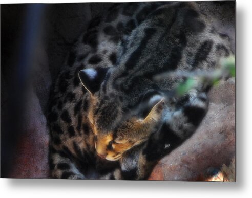 Animal Photography Metal Print featuring the photograph Big Cat by Craig Incardone