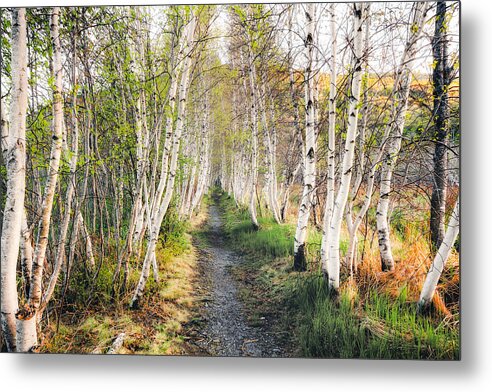 Acadia Metal Print featuring the photograph Birch Alley II by Robert Clifford