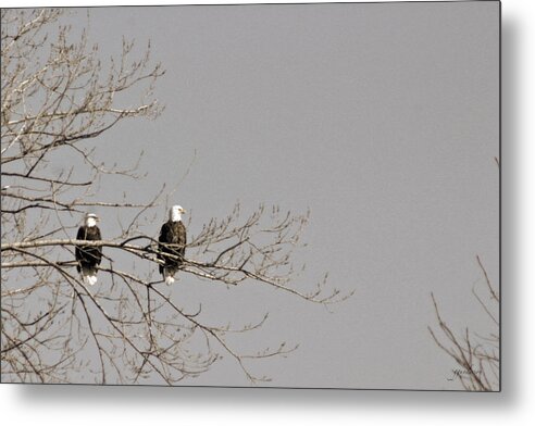 Bald Eagle Metal Print featuring the photograph Birds of a Feather by Gary Gunderson