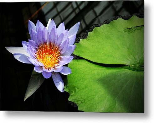 Lily Metal Print featuring the photograph Blooming Lily by Mike Hill