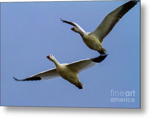 Bosque Del Apache Metal Print featuring the photograph Bosque Two Geese by Randy Jackson