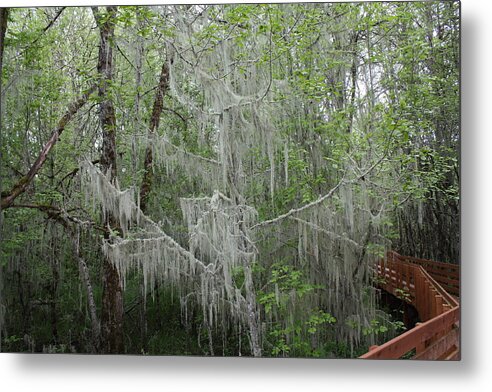 Moss Metal Print featuring the photograph Bridal Veil Tree by Mark Cheney
