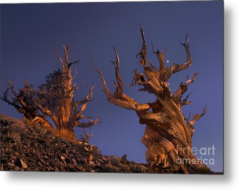 Bristlecone Pine Metal Print featuring the photograph Bristlecone Pines at Sunset with a Rising Moon by Dave Welling