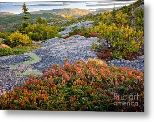 Acadia National Park Metal Print featuring the photograph Cadillac Rock Garden by Susan Cole Kelly