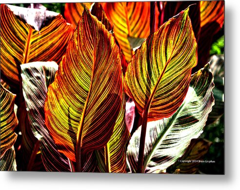 Canna Metal Print featuring the photograph Canna 26106hdr by Brian Gryphon