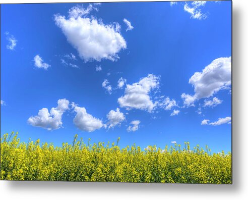 Highway 2 Metal Print featuring the photograph Canola Skies by Spencer McDonald