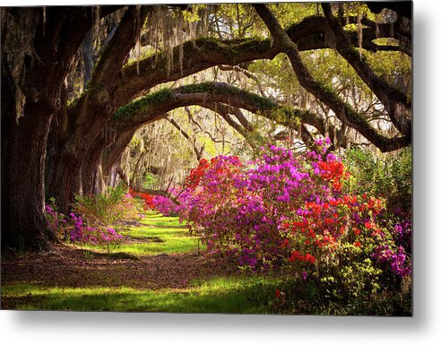 South Metal Print featuring the photograph Charleston SC Magnolia Plantation Gardens - Memory Lane by Dave Allen
