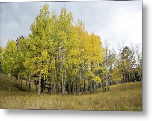 Colorado Metal Print featuring the photograph Colorado Aspens in Autumn by Tim Newton