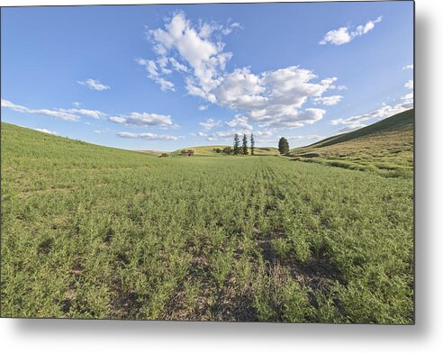 Agriculture Metal Print featuring the photograph Crops by Jon Glaser