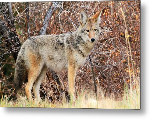 Coyotes Metal Print featuring the photograph Curious Coyote by Donna Kennedy