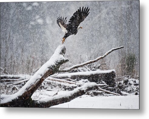 Bald Eagles Metal Print featuring the photograph Eagle takeoff in snow by Yoshiki Nakamura