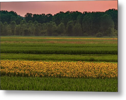 Flowers Metal Print featuring the photograph Fields of Sunflowers by Garry McMichael